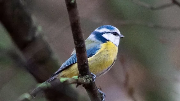 Eine Blaumeise sitzt auf einem Ast. - &copy; Christophe Gateau/dpa