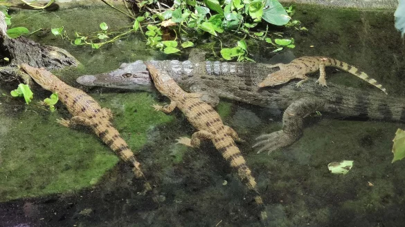 Ein ausgewachsenes Exemplar und drei Jungtiere der Art Philippinenkrokodil schwimmen im Wasser in einem Zoo. - &copy; Anna Rauhaus/K&ouml;lner Zoo/dpa
