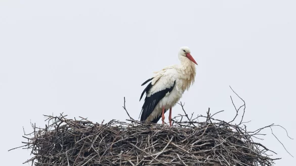 Ein Storch (Wei&szlig;storch) sitzt auf einem Storchennest. - &copy; Friso Gentsch/dpa/Archivbild