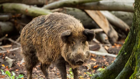 Vom Abschuss bis in die Auslage im Supermarkt m&uuml;ssen einige Voraussetzungen erf&uuml;llt werden. - &copy; Christophe Gateau/dpa