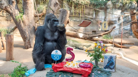 Der Gorilla Assumbo verspeist im Darwineum des Rostocker Zoos seine Geburtstagstorte. - &copy; Frank Hormann/dpa