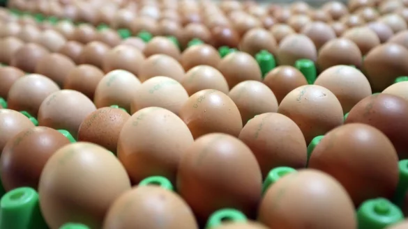 Frische Bioeier: Eier aus &ouml;kologischer Erzeugung sind in Deutschland weiter gefragt. - &copy; Matthias Bein/dpa-Zentralbild/dpa