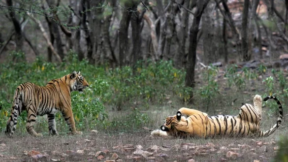 Tiger im Ranthambore-Nationalpark: In Indien wurde die Tigerjagd in den 1970er Jahren verboten. - &copy; Satyajeet Singh Rathore/AP/dpa