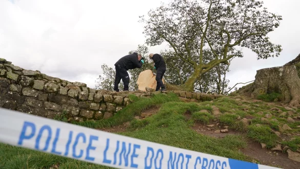 Forensische Ermittler der Polizei Northumbria untersuchen den illegal gef&auml;llten Berg-Ahorn-Baum (&laquo;Sycamore Tree&raquo;) am Hadrianswall. - &copy; Owen Humphreys/PA Wire/dpa