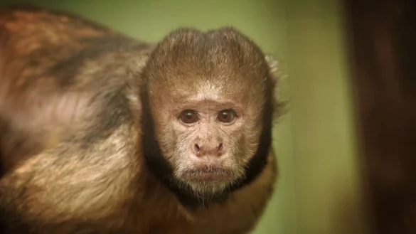 In Brasilien gilt &laquo;alter Affe&raquo; als Respektsbekundung. Der Ausdruck geht auf ein brasilianisches Sprichwort zur&uuml;ck: &laquo;Ein weiser alter Affe steckt seine Hand nicht in einen Topf.&raquo; - &copy; Fredrik Von Erichsen/dpa/Symbolbild