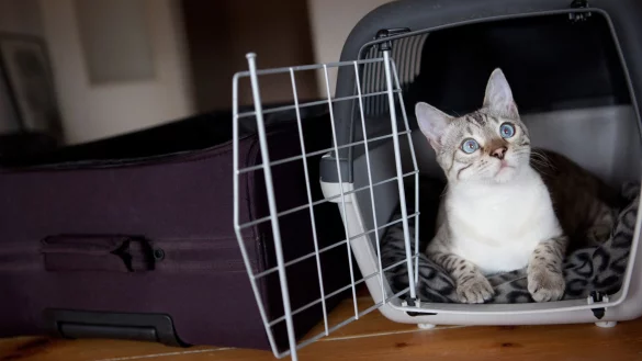 Wer mit seinem tierischen Liebling ins EU-Ausland reist, muss einen EU-Heimtierausweis mitf&uuml;hren. - &copy; Silvia Marks/dpa-tmn