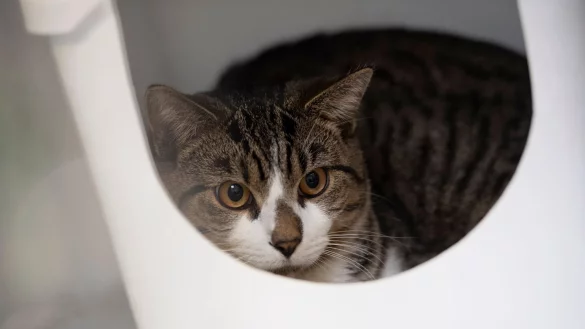 Eine Katze sitzt in einer Box. - &copy; Paul Zinken/dpa/Symbolbild