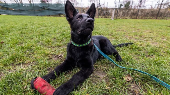 Mini-Schn&uuml;ffelnase in Ausbildung: Welpe &laquo;Goethe&raquo; dr&uuml;ckt die Schulbank, um sp&auml;ter Verbrecher schnappen zu k&ouml;nnen. - &copy; Christoph Reichwein/dpa