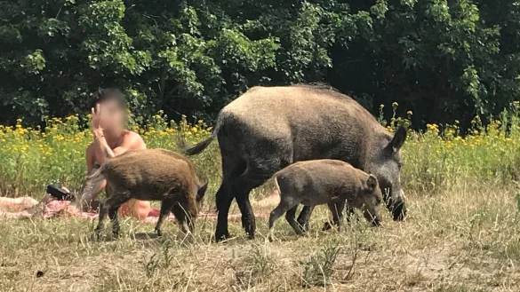 Da war der Badegast ziemlich &uuml;berrascht: Ein Wildschwein mit seinem Nachwuchs auf einer Badewiese am Teufelssee im Berliner Grunewald. - &copy; Fernando Gutierrez/dpa