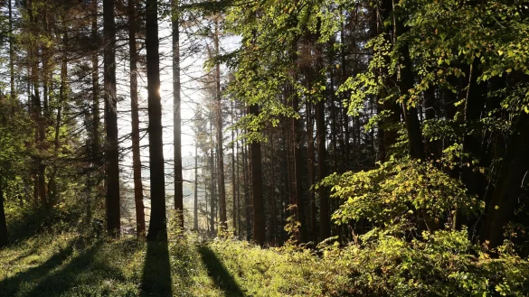 Die Sonne scheint in einem Wald zwischen Bäumen hindurch. - © Matthias Bein/dpa-Zentralbild/ZB/Symbolbild