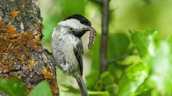 Eine Weidenmeise (Poecile montanus). Der R&uuml;ckgang der Vogelbest&auml;nde ist laut der Studie nicht gleichm&auml;&szlig;ig verteilt. V&ouml;gel, die Ackerland als Lebensraum bevorzugen, sind mit einer Reduzierung um fast 57 Prozent besonders betroffen. - &copy; Romain Lorilliere/dpa
