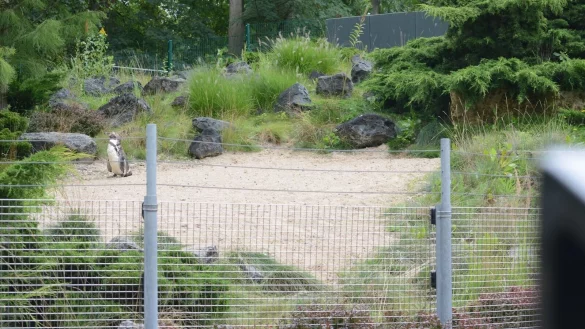 Das Pinguin-Gehege im Zoo von Rostock. - © Christopher Hirsch/dpa