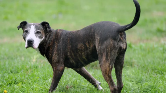 Innerhalb von vier Jahren stieg die Hundepopulation im Vereinigten K&ouml;nigreich um 15 Prozent - nicht immer ist das Zusammenleben von Mensch und Tier friedlich. (Im Bild: eine American Staffordshire-H&uuml;ndin) - &copy; Soeren Stache/dpa-Zentralbild/dpa