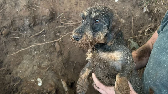 Rauhaardackel Skyb ist nach acht Stunden aus einem Nutria-Bau befreit worden. - &copy; Torsten Matenaers/Freiwillige Feuerwehr Goch/dpa