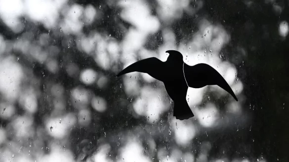 Aufgeklebte Vogel-Silhouette an einer Fensterscheibe: Werden sie au&szlig;en angebracht, erkennen die V&ouml;gel sie besser. - &copy; Britta Pedersen/dpa