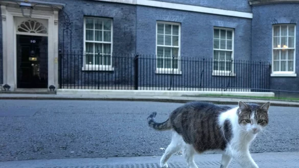 Der 16 Jahre alte Kater Larry lebt seit 2011 im Sitz des britischen Premierministers. - &copy; Kirsty Wigglesworth/AP/dpa