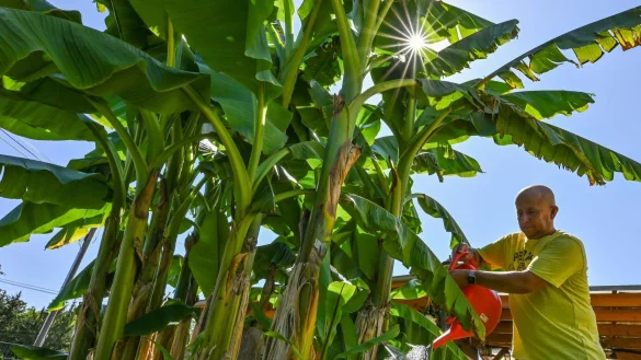 Exoten in unseren G&auml;rten: Werden Bananenstauden hier etwa aufgrund des Klimawandels ein neues Zuhause finden? - &copy; Patrick Pleul/dpa/dpa-tmn