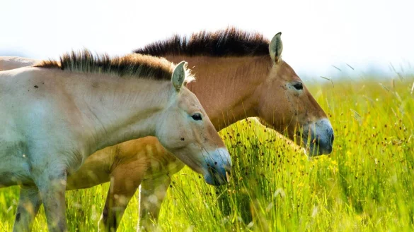 Das Przewalski-Pferd ist eigentlich in Zentralasien beheimatet. - &copy; Katalin Ozog&aacute;ny/dpa
