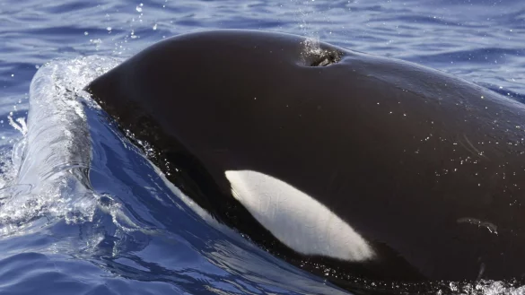 Ein Orca (Schwertwal) im Meer vor Lanzarote. Seit Monaten h&auml;ufen sich Berichte &uuml;ber Orca-Attacken vor den K&uuml;sten Spaniens und Portugals. - &copy; SECAC/Monica Perez/epa efe/dpa