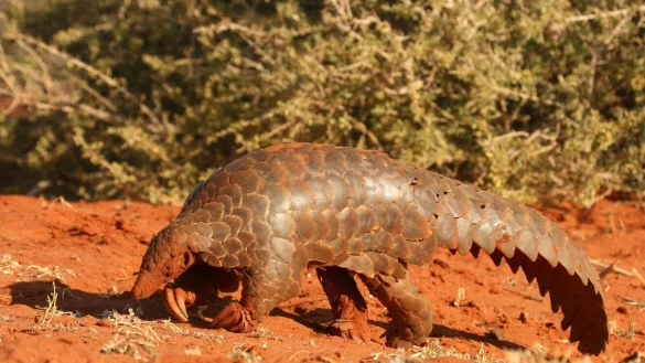 &laquo;Artischocke mit Schwanz&raquo;: Ein Pangolin im Tswalu Naturreservat in S&uuml;dafrikas Kalahari-Halbw&uuml;ste. - &copy; Wendy Panaino/dpa