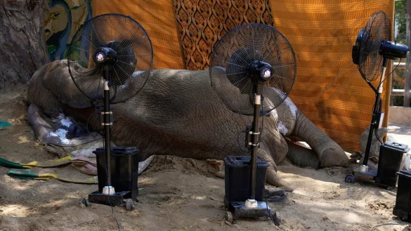 Ventilatoren k&uuml;hlen den toten K&ouml;rper der 17 Jahre alten Elefantendame Noor Jehan in einem Zoo in Karachi. - &copy; Fareed Khan/AP