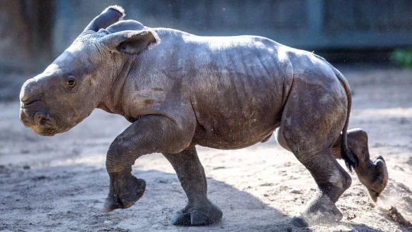 Das erst wenige Tage alte weibliches Nashornbaby erkundet erstmals die Au&szlig;enanlagen im Schweriner Zoo. - &copy; Jens B&uuml;ttner/dpa