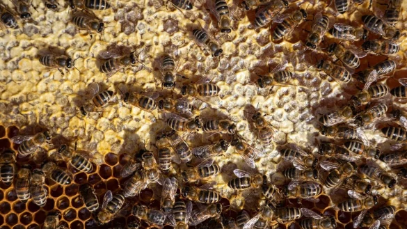 Bienen sitzen auf einem Bienenrahmen. Wer Honig liebt, sollte nicht auf den Preis, sondern vor allem auf die Herkunft achten. - &copy; Oliver Dietze/dpa