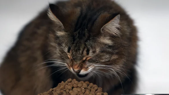 Ein Alleinfuttermittel muss alle N&auml;hrstoffe enthalten, die die Katze braucht. - &copy; Ina Fassbender/dpa/dpa-tmn