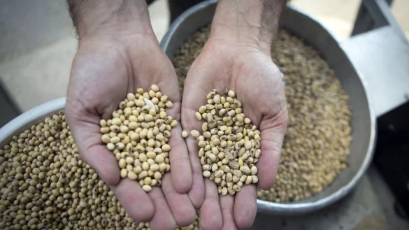 Soja wird vor allem als Futterzusatz in der Viehhaltung verwendet. - &copy; Martin Zabala/ZUMA/dpa