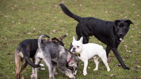 Hunde toben auf einer Hundewiese an der Alster. - &copy; picture alliance / Christian Charisius/dpa