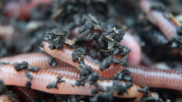 Wer einen gesunden Gartenboden hat, findet in Mai-N&auml;chten &uuml;ber 50 Regenw&uuml;rmer pro Quadratmeter. - &copy; Sebastian Gollnow/dpa/dpa-tmn
