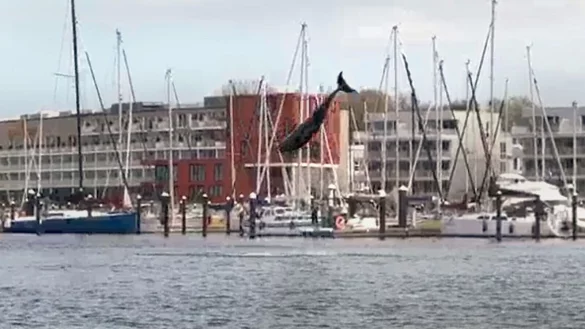 Mutma&szlig;lich ein verspielter Delfin hat am Wochenende in der L&uuml;becker Bucht f&uuml;r viel Aufsehen gesorgt. - &copy; Volker Gerstmann/TNN/dpa