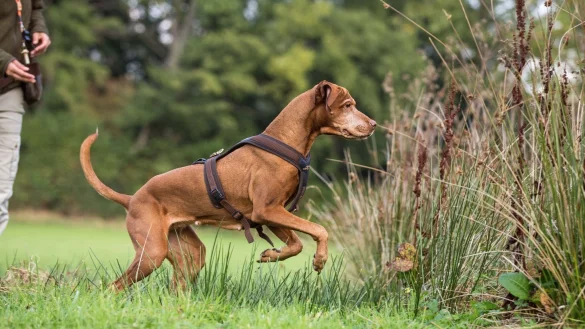 Kurz nicht hingeguckt, schon ist er weg: Jagdhunde überlegen nicht lange. - © Anna Auerbach/Kosmos Verlag/dpa-tmn