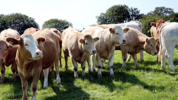 Rinder stehen in Ballyvaughan in der Grafschaft Clare bei Dublin auf der Weide eines Agrarbetriebs. - © picture alliance / dpa
