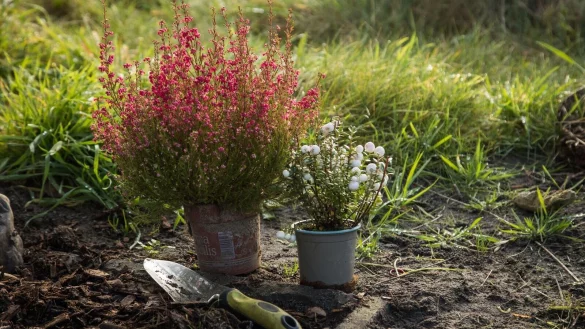 Bald geht es wieder los: Die Pflanzsaison braucht auch gute Werkzeuge, zum Einsetzen des neuen Gartengr&uuml;ns. - &copy; Christin Klose/dpa-tmn