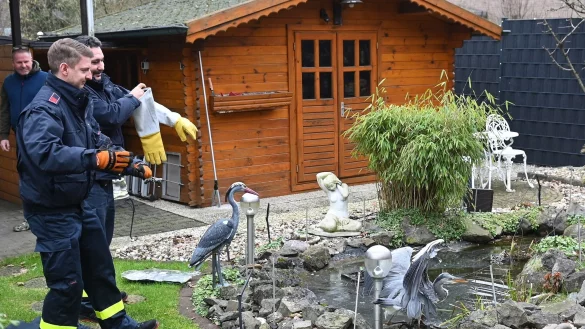 Einsatzkr&auml;fte der Freiwilligen Feuerwehr Dorsten versuchen einen Fischreiher zu befreien. - &copy; Bludau/Foto Bludau/dpa