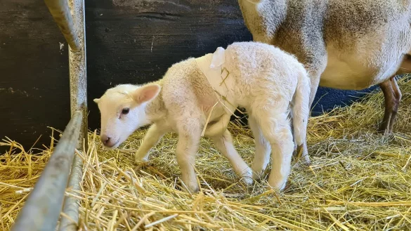 L&auml;mmchen Dolly und seine Mutter im Stall. Um die Koordination der Beine zu unterst&uuml;tzen, wurde ein Bein winklig hochbandagiert. Mit diesem Trick kann das L&auml;mmchen Dolly nun besser gehen. - &copy; Tobias Junghann&szlig;/dpa-Zentralbild/dpa