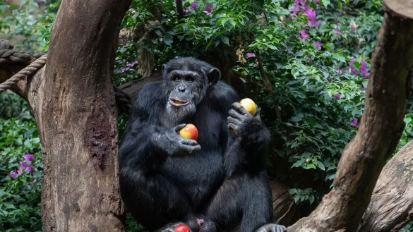 Ein Schimpanse sitzt in seinem Gehege eines Zoo und genie&szlig;t frische &Auml;pfel. - &copy; Friso Gentsch/dpa