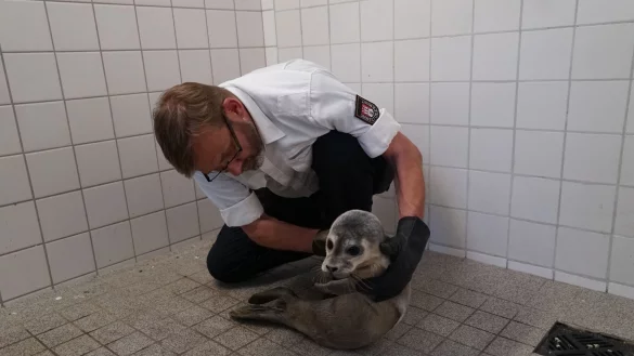 Hamburgs Schwanenvater Olaf Nie&szlig; untersucht den jungen Heuler. - &copy; Frank Br&uuml;ndel/citynewstv/dpa