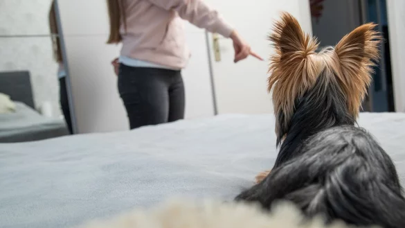 Dominanz, Schutzbed&uuml;rfnis oder Unsicherheit: Hunde dr&auml;ngeln sich aus unterschiedlichen Gr&uuml;nden beim Sex zwischen ihre Menschen. Kurzfristig hilft da nur eins: den Hund aussperren. - &copy; Christin Klose/dpa-tmn