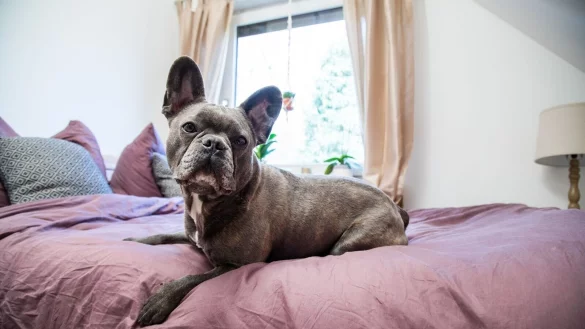 Schaut unschuldig drein, kann aber auch anders? Ein erh&ouml;htes Abnutzungsrisiko der Mietwohnung durch ein Haustier rechtfertigt keine &Uuml;berschreitung der Kautions-H&ouml;chstgrenze. - &copy; Christin Klose/dpa-tmn