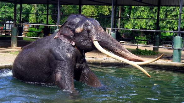 Elefant Sak Surin nimmt ein Bad im Dehiwala Zoo in Sri Lanka. - &copy; I. Uphul/Zoo Dehiwala/dpa