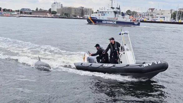 Ein Delfin folgt dem motorisierten Schlauchboot der Wasserschutzpolizei vor Rostock-Warnem&uuml;nde. - &copy; -/Landeswasserschutzpolizeiamt MV/dpa