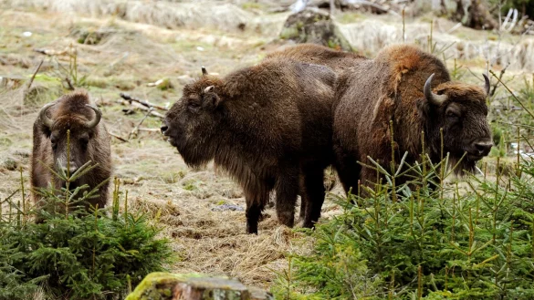 Wisente auf einer Wiese. - &copy; Marius Becker/dpa