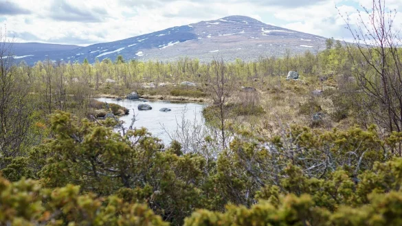 Im Femundsmarka-Nationalpark ist die Landschaft gepr&auml;gt von Seen, Fl&uuml;ssen, W&auml;ldern und Fjells. - &copy; Philipp Laage/dpa-tmn/Archivbild