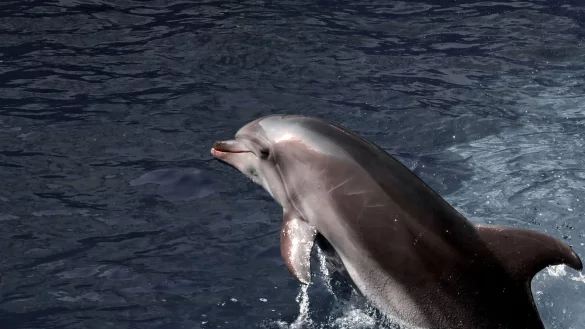 Delfine kommunizieren &uuml;ber diverse Unterwasserlaute miteinander. - &copy; -/Ukrinform/dpa