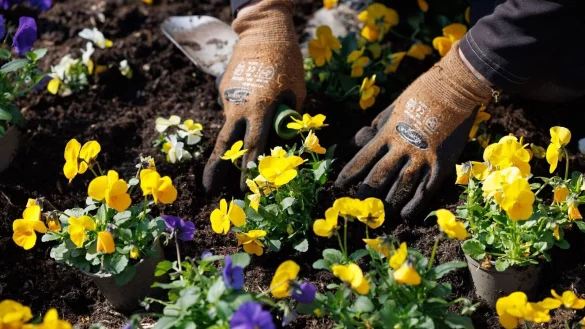 Blaue und gelbe Stiefm&uuml;tterchen werden eingepflanzt auf dem Gel&auml;nde der Landesgartenschau. - &copy; Friso Gentsch/dpa/Archivbild