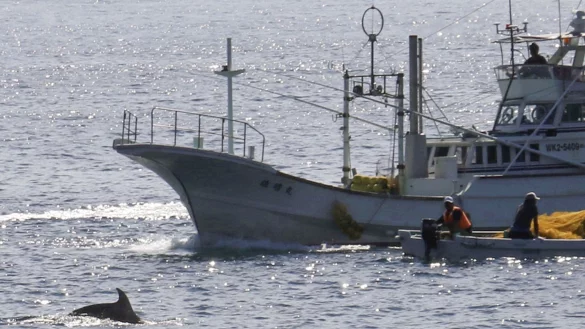 In den Gew&auml;ssern vor Taiji findet am 01.09.2020 die erste Treibjagd der Saison auf Delfine und andere Kleinwale statt. - &copy; -/kyodo/dpa