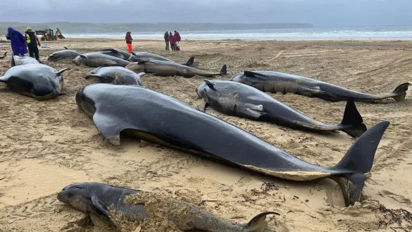 Grindwale an einem Strand auf der Isle of Lewis im Nordwesten Schottlands. - &copy; Mairi Robertson-Carrey/Cristina /PA Media/dpa