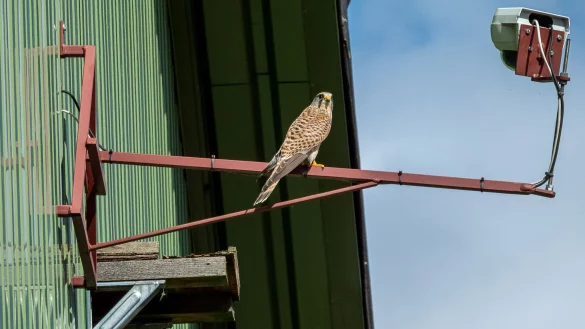 Ein Turmfalke sitzt vor einer Webcam. - &copy; Christian Giese/Nabu NRW/dpa